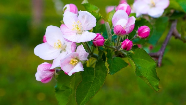 Foto una flor que es rosa y blanca