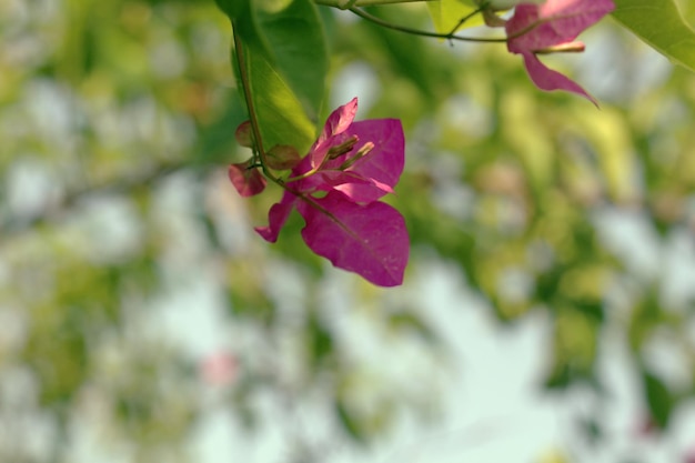 Una flor que es rosa y tiene una hoja verde que está enfocada.