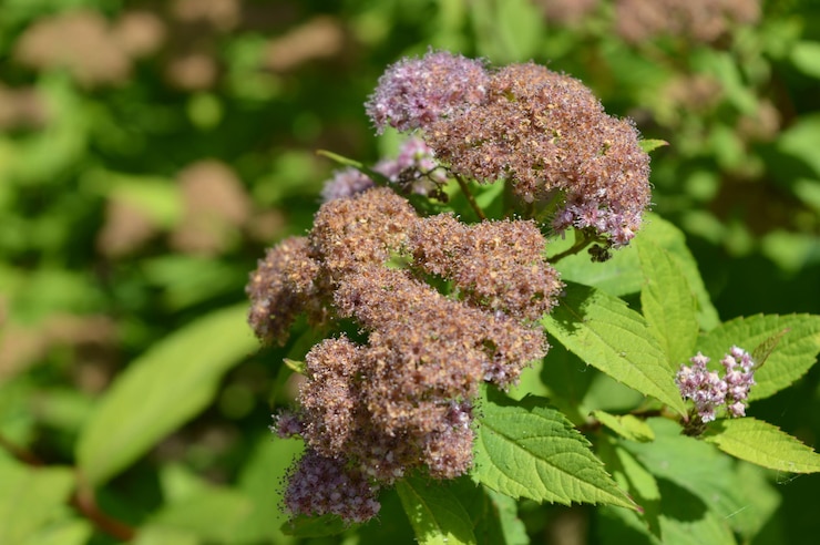 Foto una flor que está afuera con el nombre de diente de león en él