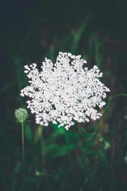 Una flor que está en un campo.