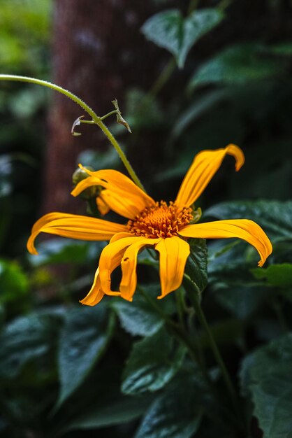 Una flor que está en un jardín en México.