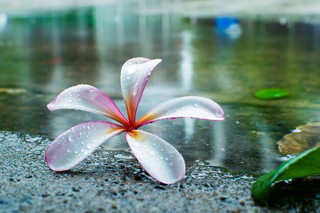 flor que florece en el campo que florece en el jardín