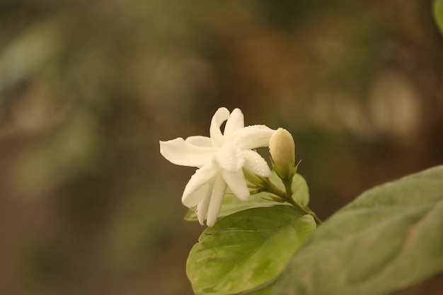 Una flor que se llama jazmín.