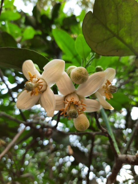 Foto una flor que se llama el nombre de la compañía de las flores blancas