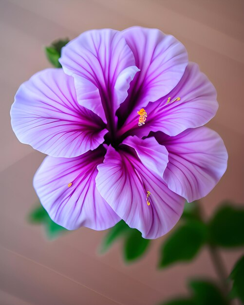 Foto una flor que tiene la palabra hibisco en ella.