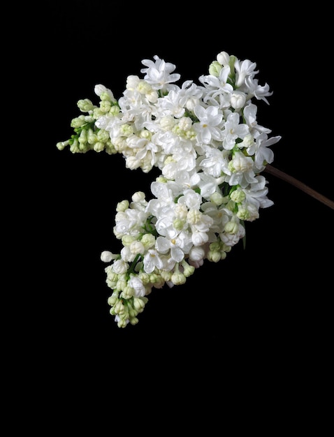 una flor que tiene la palabra lirio en ella