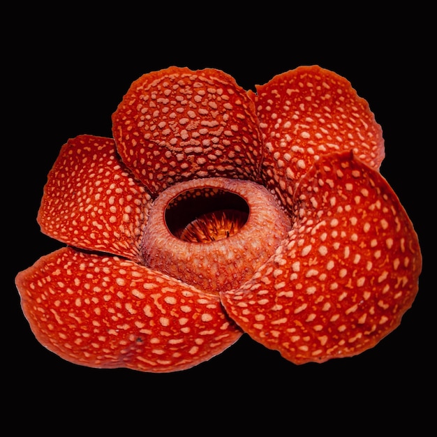 Flor Rafflesia Arnoldii con fondo negro sólido