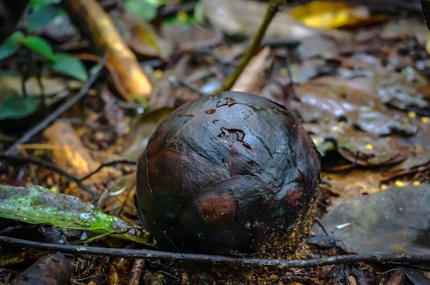 La flor de rafflesia comienza a crecer en la jungla.