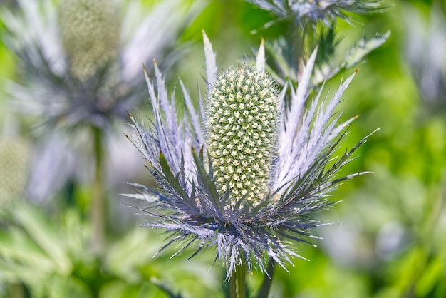 Flor - rainha dos Alpes eryngium