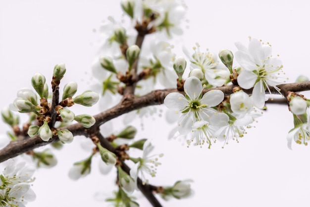 Flor. Rama de árbol con la flor de cerezo en el fondo blanco.