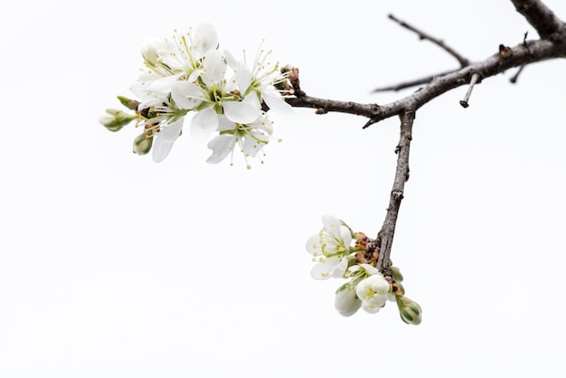 Flor. Rama de árbol salvaje con la flor de cerezo aislada en el fondo blanco.