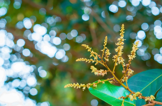 Flor de rambután que florece con luz verde bookeh