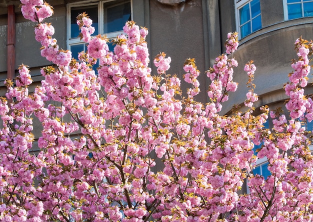 Flor de ramita de cerezo japonés rosa (ciudad de Uzhgorod, Ucrania)