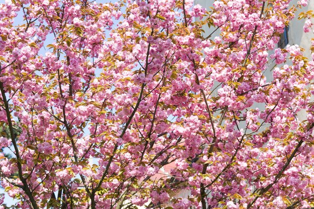 Flor de ramita de cerezo japonés rosa (fondo de naturaleza)