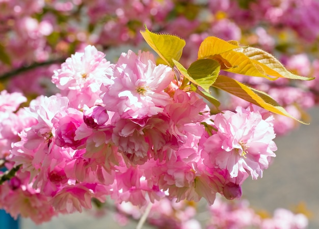 Flor de ramita de cerezo japonés rosa macro