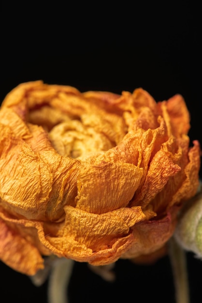 Flor de ranúnculo naranja seca sobre un fondo negro