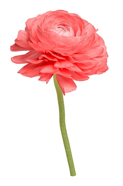 Flor de ranúnculo rosado pegatina png de fondo transparente