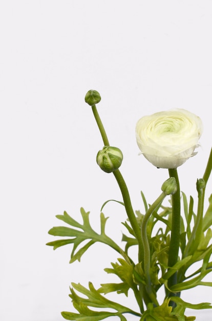 Foto flor de ranunculus en el fondo blanco