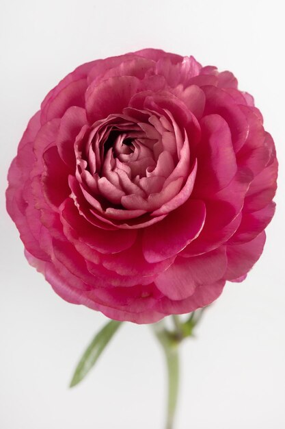 Foto flor de ranunculus sobre fondo blanco en color fucsia