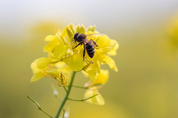 Flor rapaseed con miel de abeja