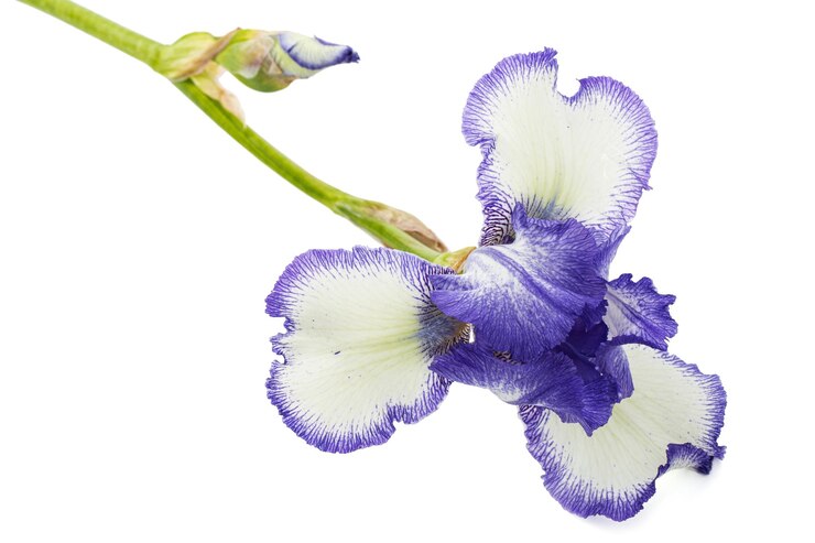 Foto flor rayada blanca azul de iris aislada sobre fondo blanco