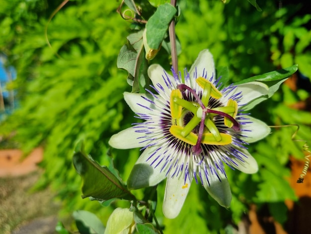 Una flor con rayas moradas y amarillas y un centro morado está frente a unas plantas verdes.