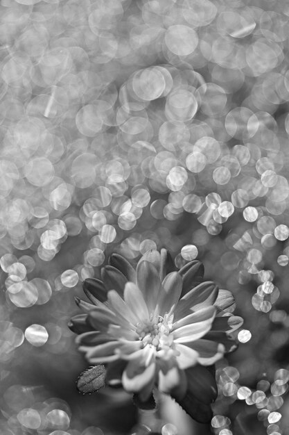 Foto la flor y el reflejo