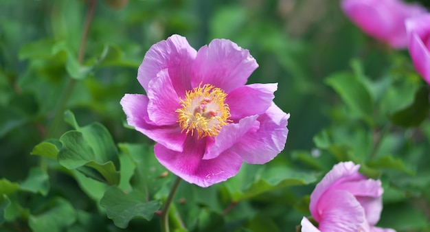 Flor de retrato de peonía