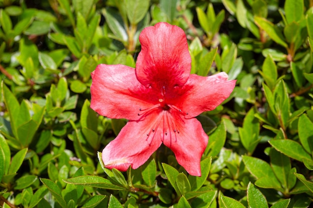 Foto flor rhododendron simsii crescendo no jardim ao ar livre