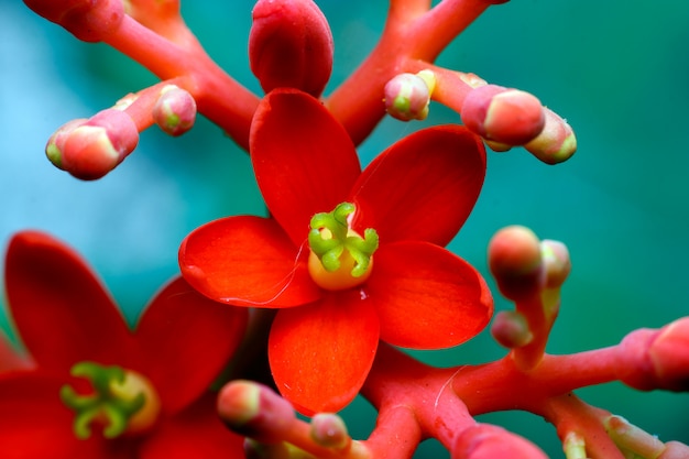 Flor de ricino rojo bali en la naturaleza