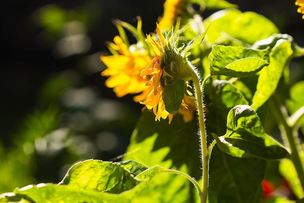 Una flor de rocío de sol en flor en la luz de fondo