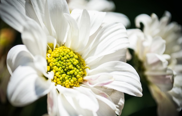 flor en el rocío