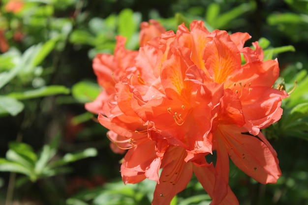 Flor de rodendron naranja escondida a la sombra de hojas verdes mojadas