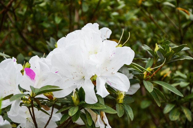 Flor de rododendro en el jardín