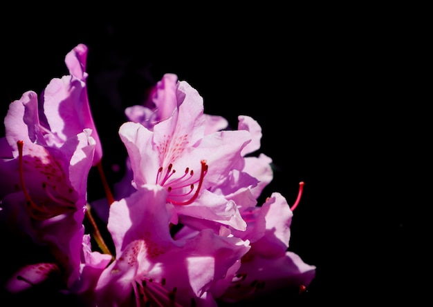 Flor de rododendro rosa floreciente aislado sobre un fondo negro