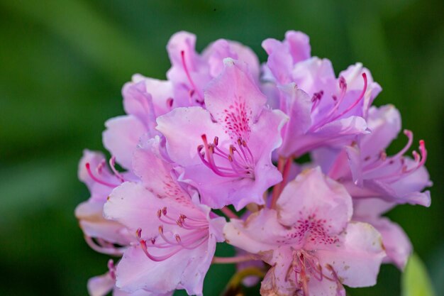 Flor de rododendro rosa floreciente en una fotografía macro de un día soleado de verano