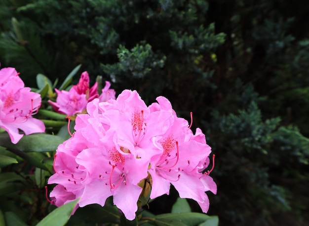 Flor de rododendro rosa floreciente en primavera Concepto de jardinería Fondo de flores