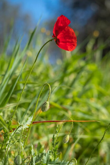 Una flor roja amapola florece en el campo salvaje Fondo verde natural