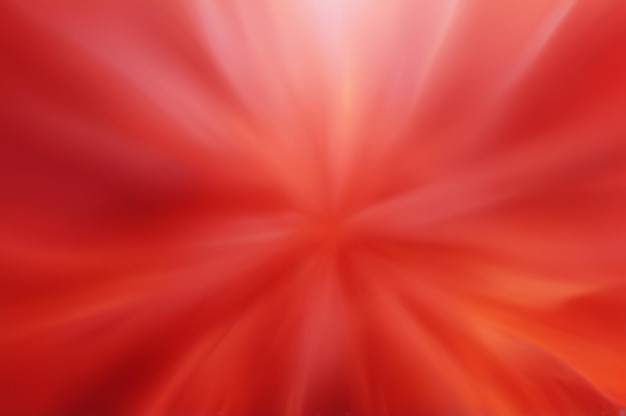una flor roja y amarilla en el sol