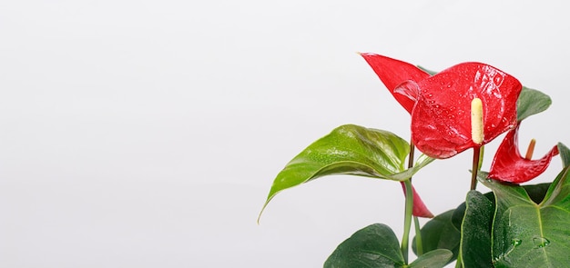 La flor roja del anthurium en forma de corazón es el Anthurium andreanum