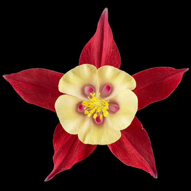 Flor roja de aquilegia flor de captación closeup aislado sobre fondo negro