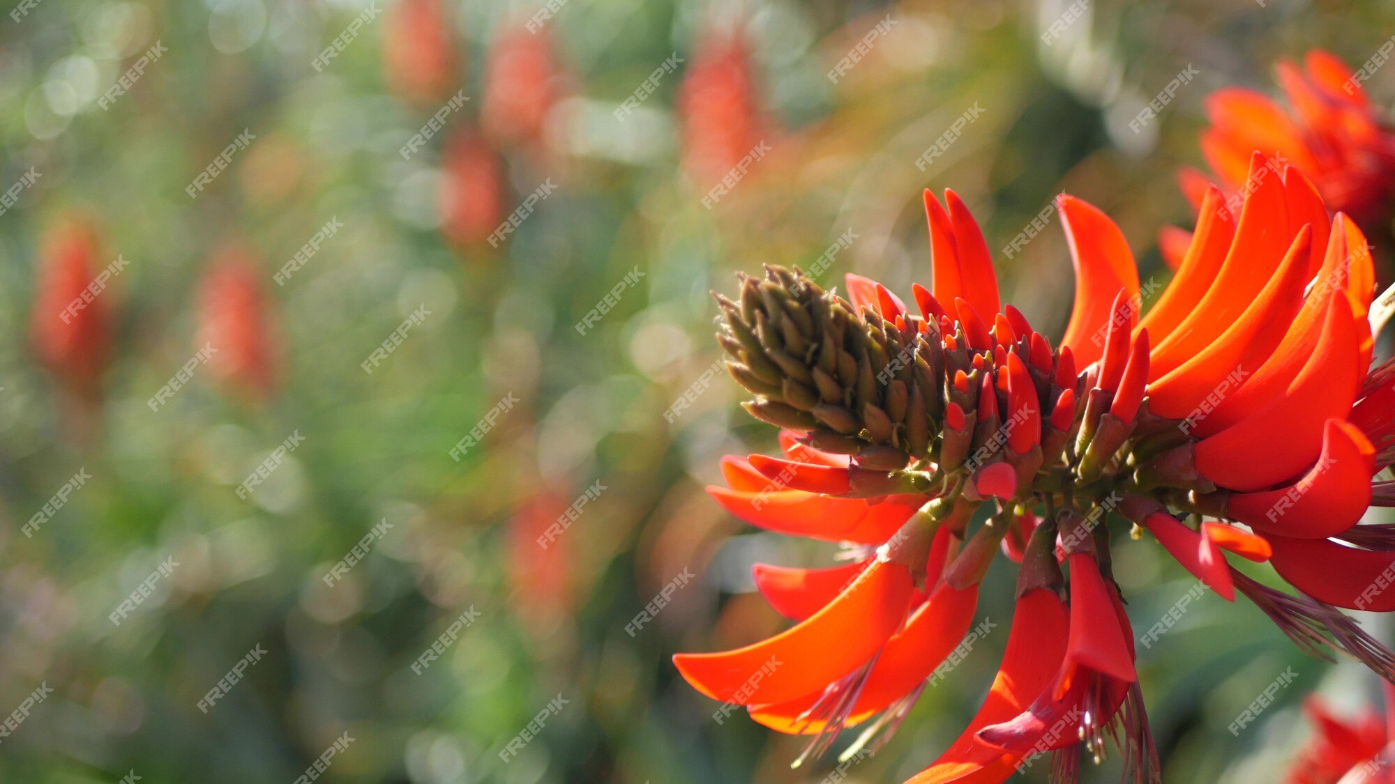 Flor roja del árbol de coral en el jardín, california, estados unidos. erythrina flame tree flor primaveral, atmósfera botánica romántica, delicada flor tropical exótica. colores primaverales extravagantes. frescura de desenfoque suave | Foto Premium Flor roja del árbol de coral en el jardín, california, estados unidos. erythrina flame tree flor primaveral, atmósfera botánica romántica, delicada flor tropical exótica. colores primaverales extravagantes. frescura de desenfoque suave | Foto Premium