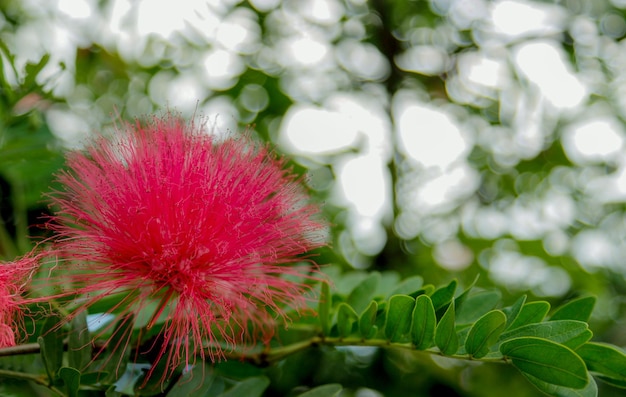 Flor roja del árbol de navidad de nueva zelanda en el árbol