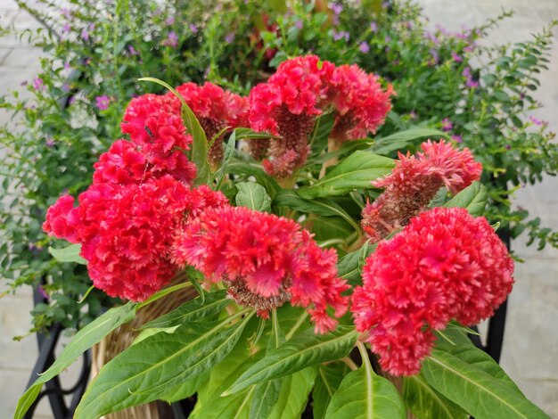 Foto flor roja del árbol del panal