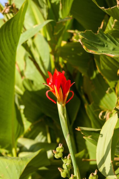 Flor roja de un arbusto en primer plano.