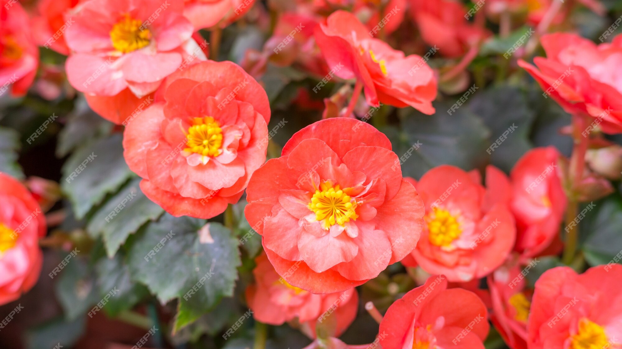 Flor roja de begonia en el jardín. | Foto Premium