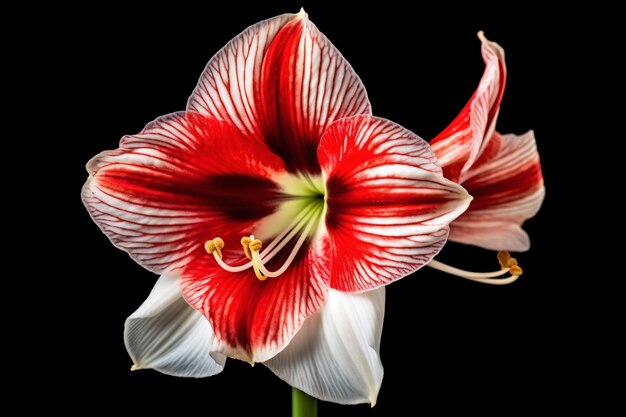 Una flor roja y blanca con un centro blanco y una franja roja.