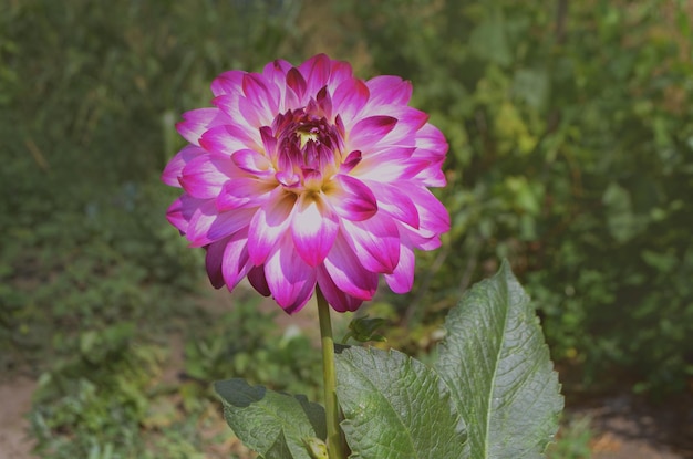 Flor roja blanca Dalia flor tuberosa Hermosa dalia morada Dalia blanca con pétalos morados Las flores moradas están floreciendo