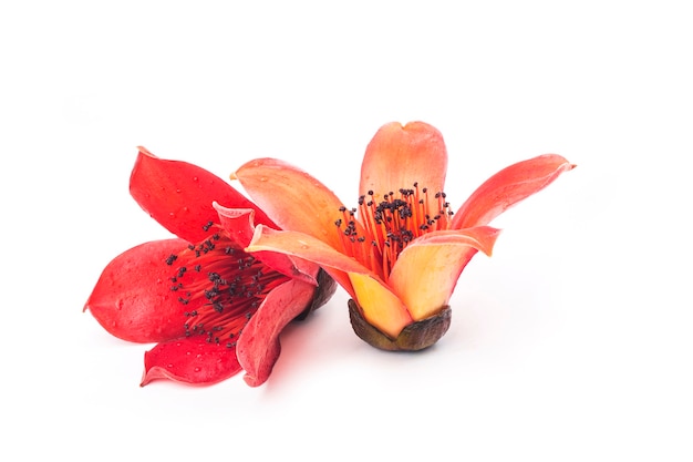 Flor roja Bombax ceiba en pared blanca