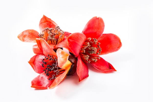 Flor roja Bombax ceiba sobre fondo blanco.